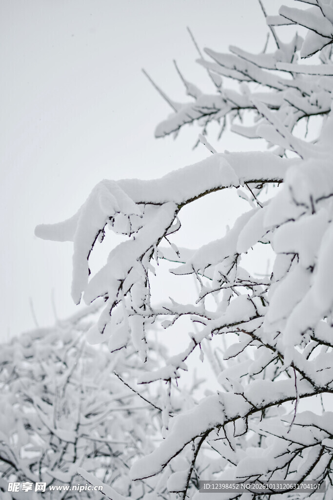 松枝雪景