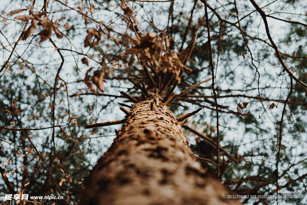 林间树干