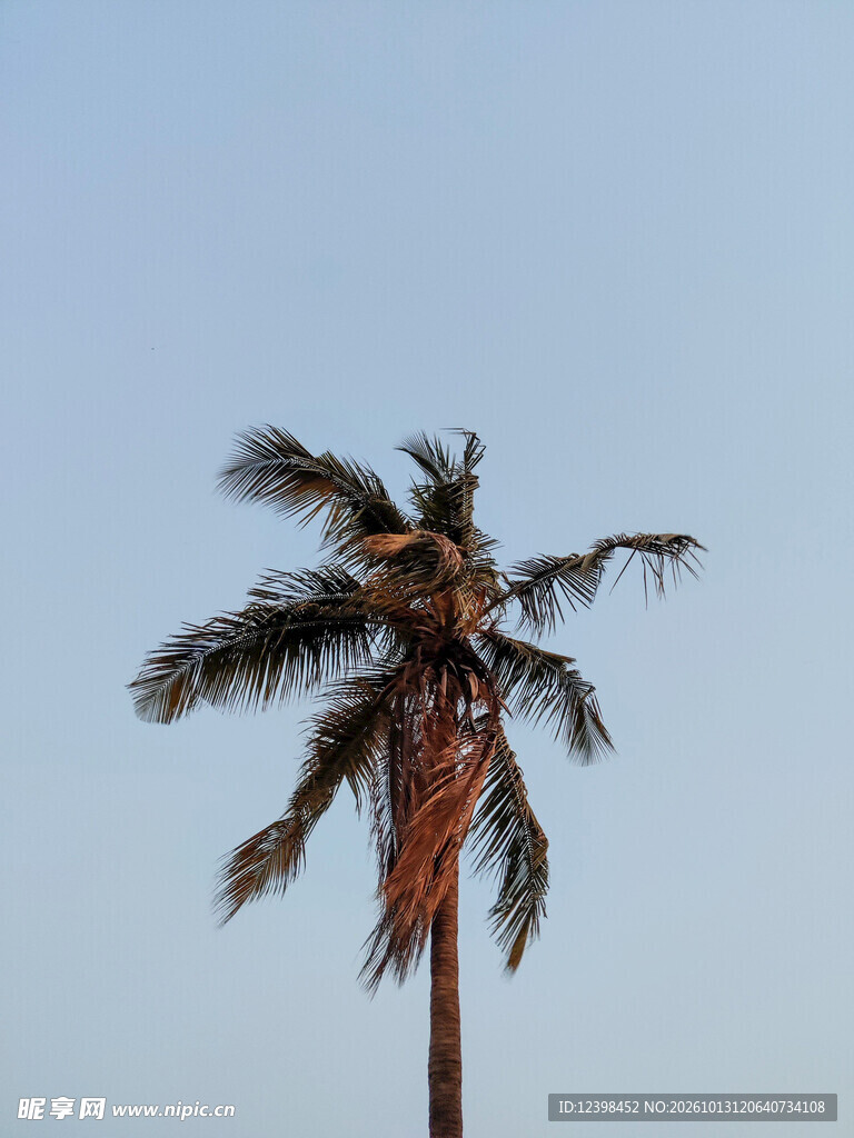 棕榈树