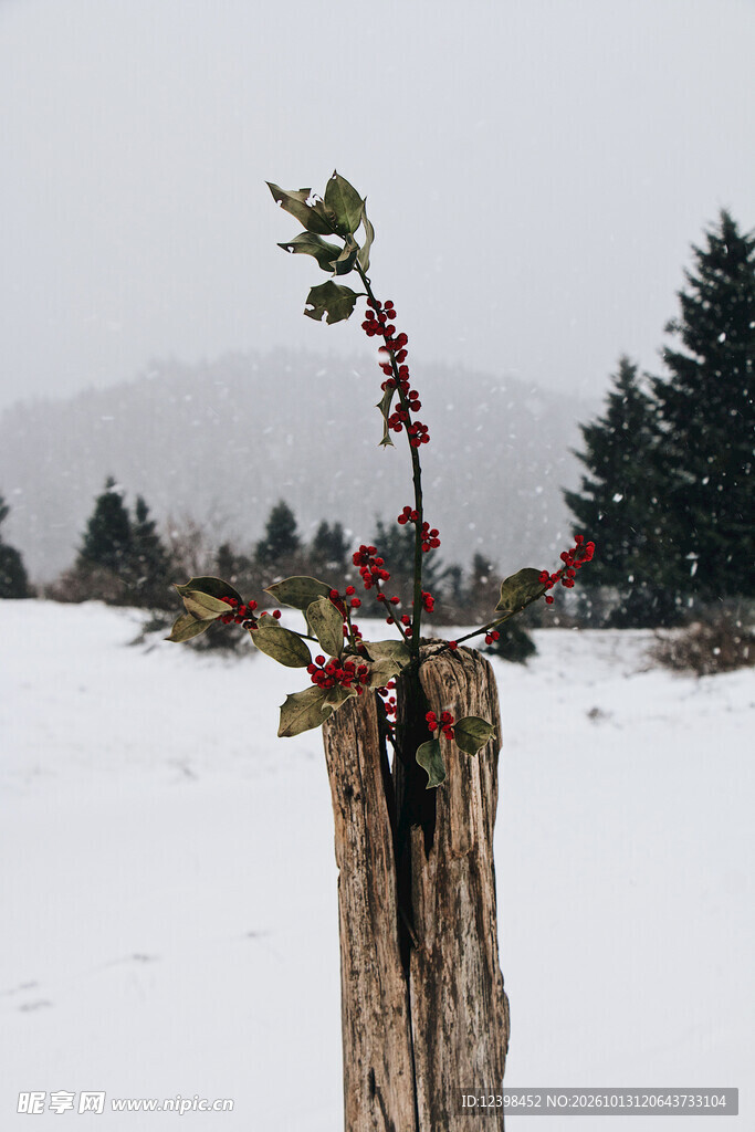 雪地红果
