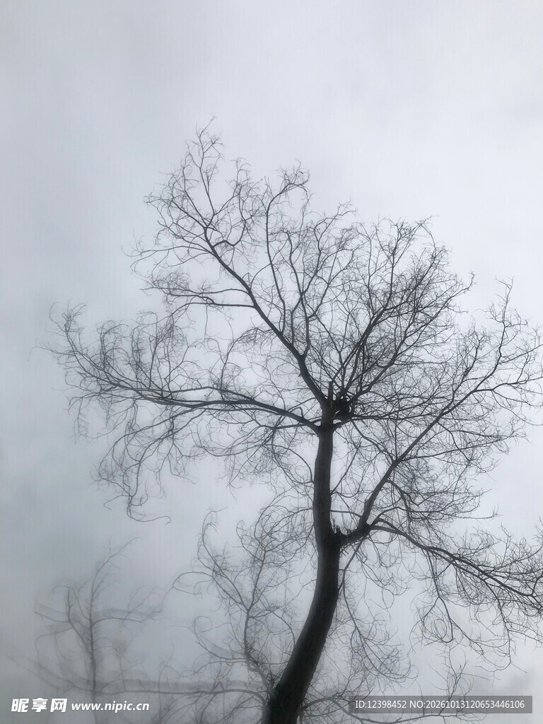 雾中孤树