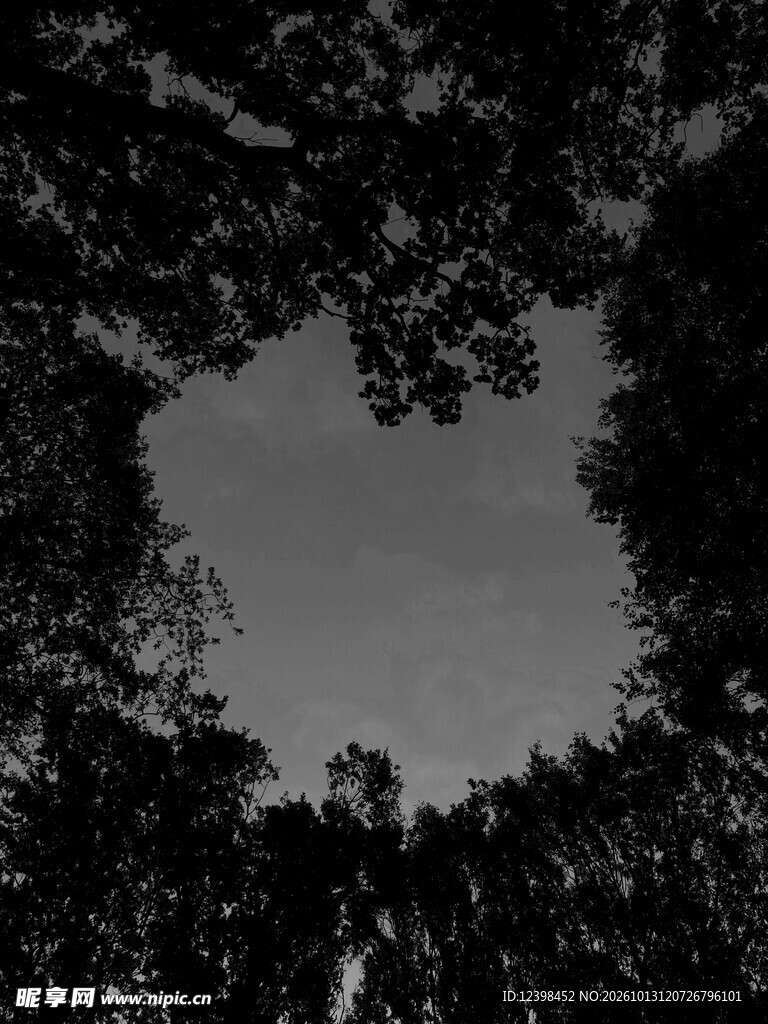 树荫天空