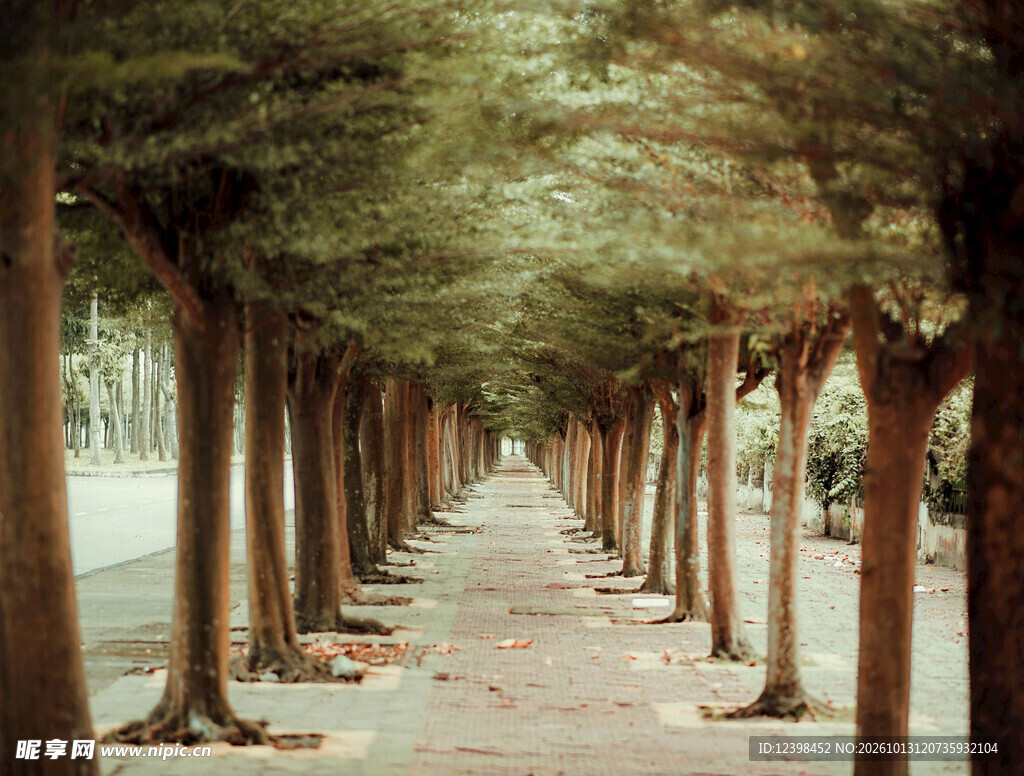 林荫步道