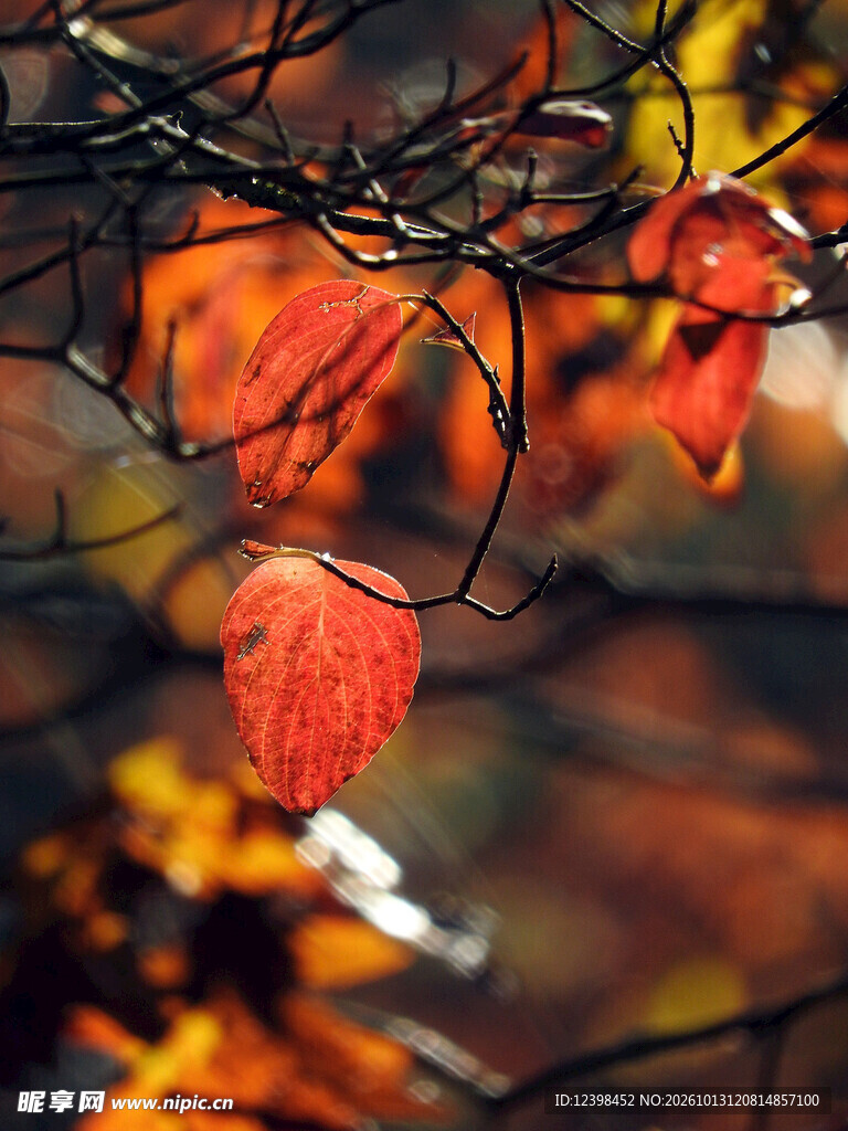 红柿秋意