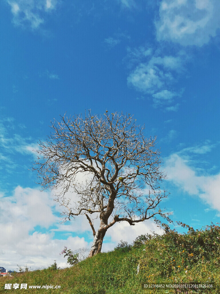 郊野孤树