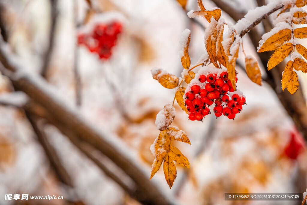 雪后红果