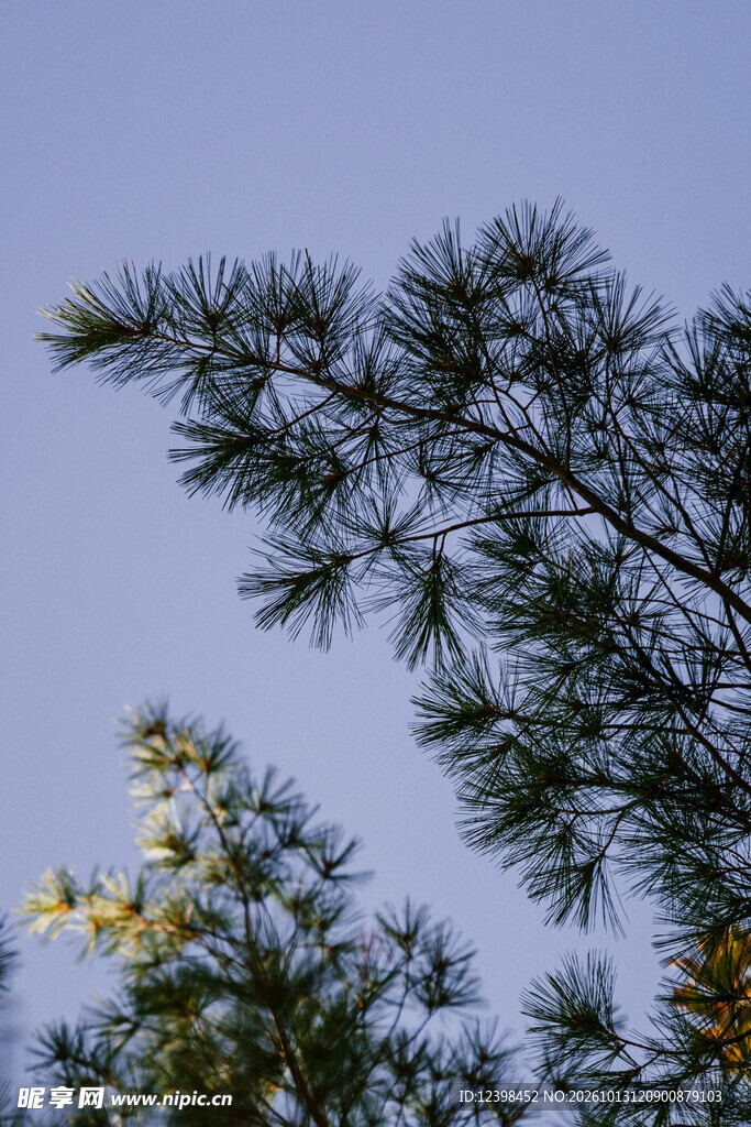 松枝
