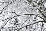 雪后枝桠