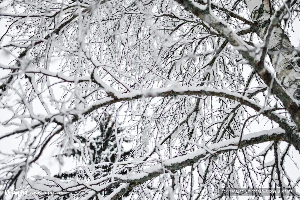 雪后枝桠