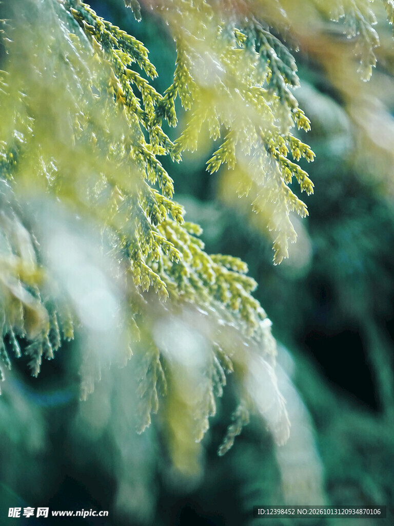 海底珊瑚