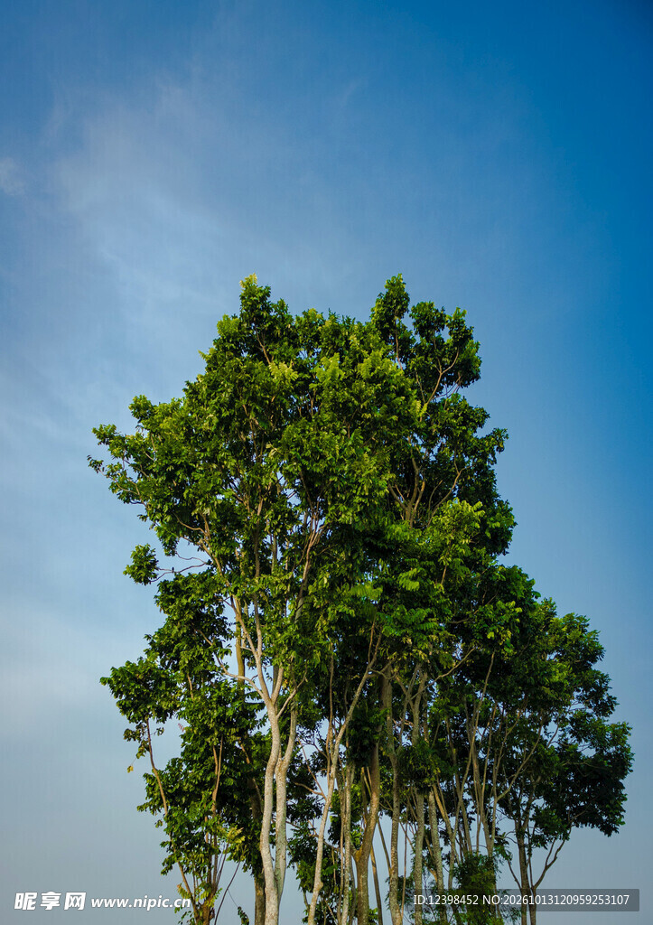 仰拍绿树