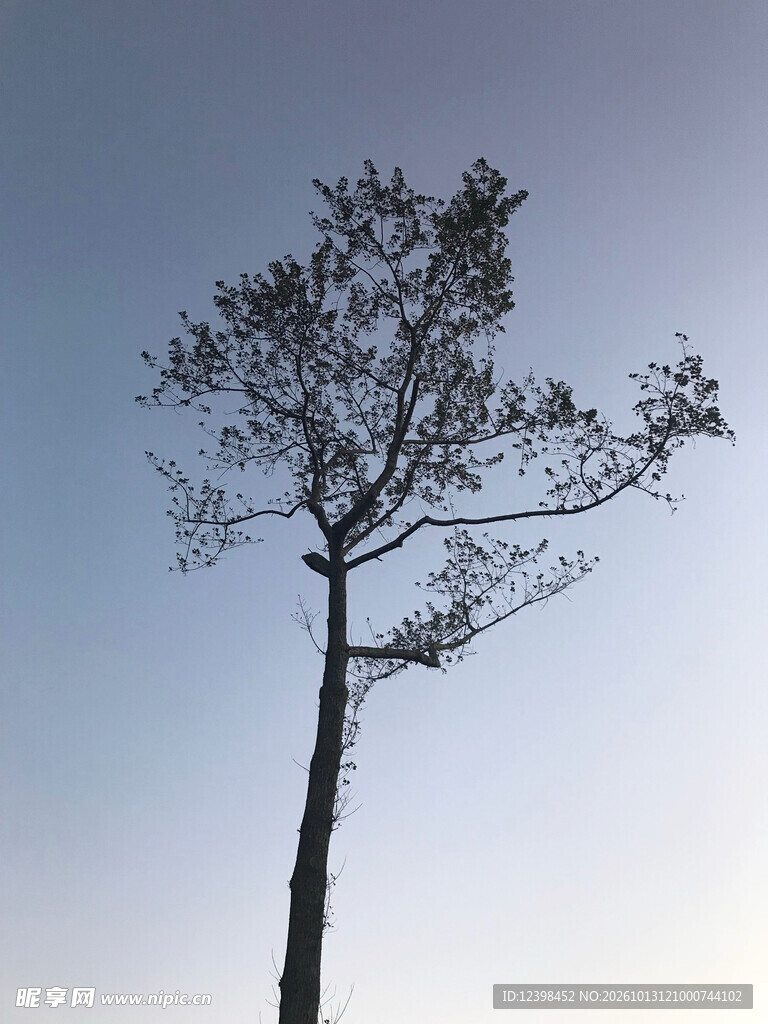 孤树剪影