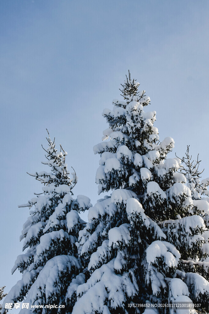 雪覆云杉