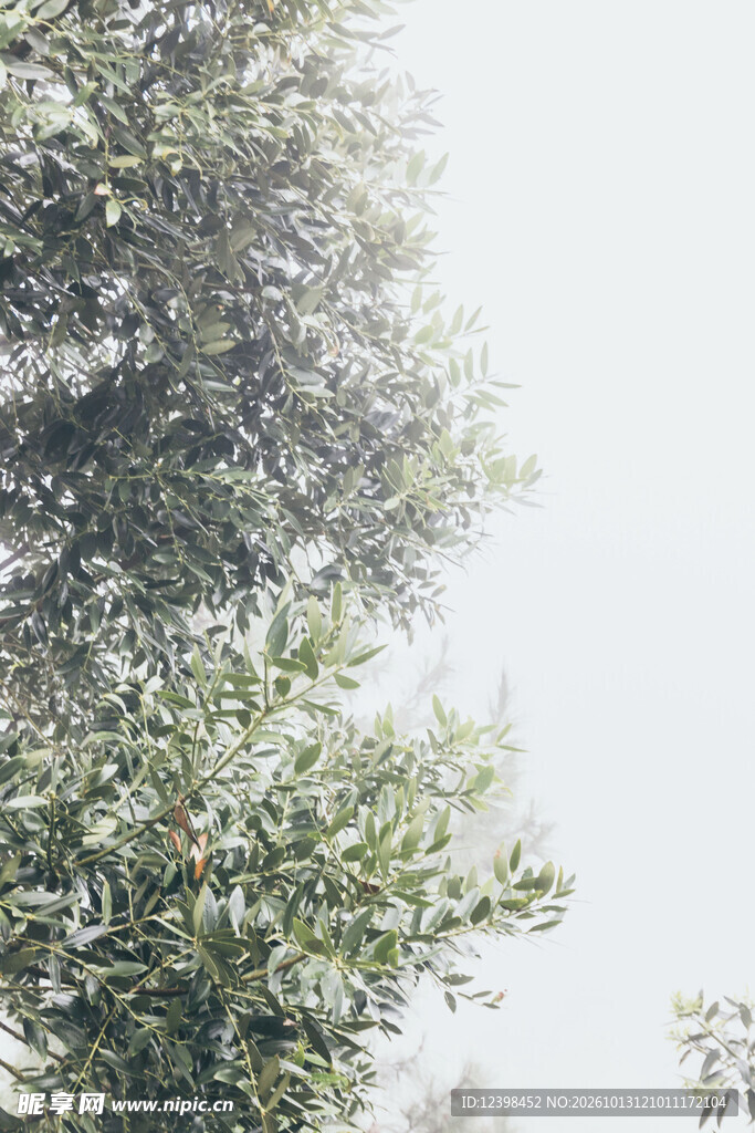 绿植留白