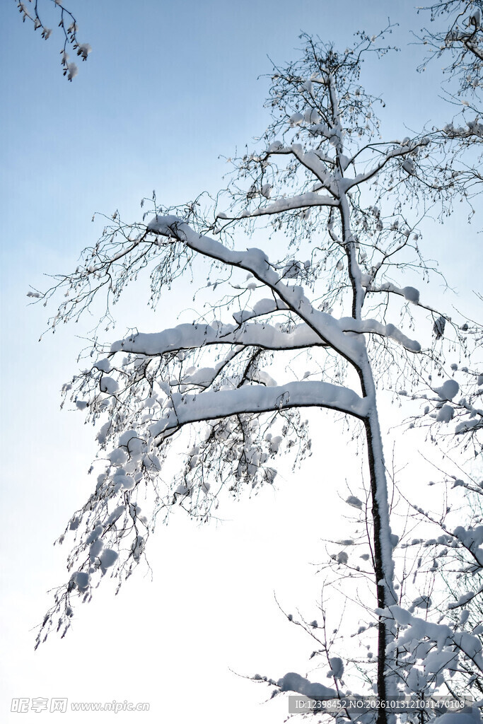 积雪树枝