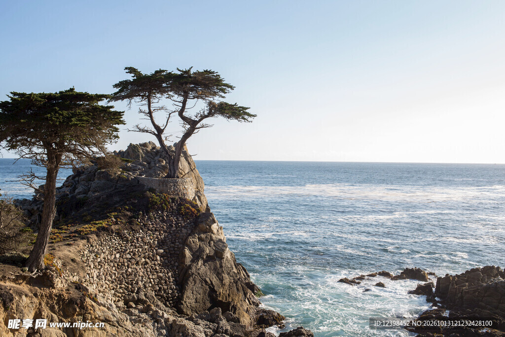 海岸苍松