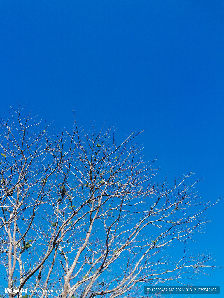 光秃树枝