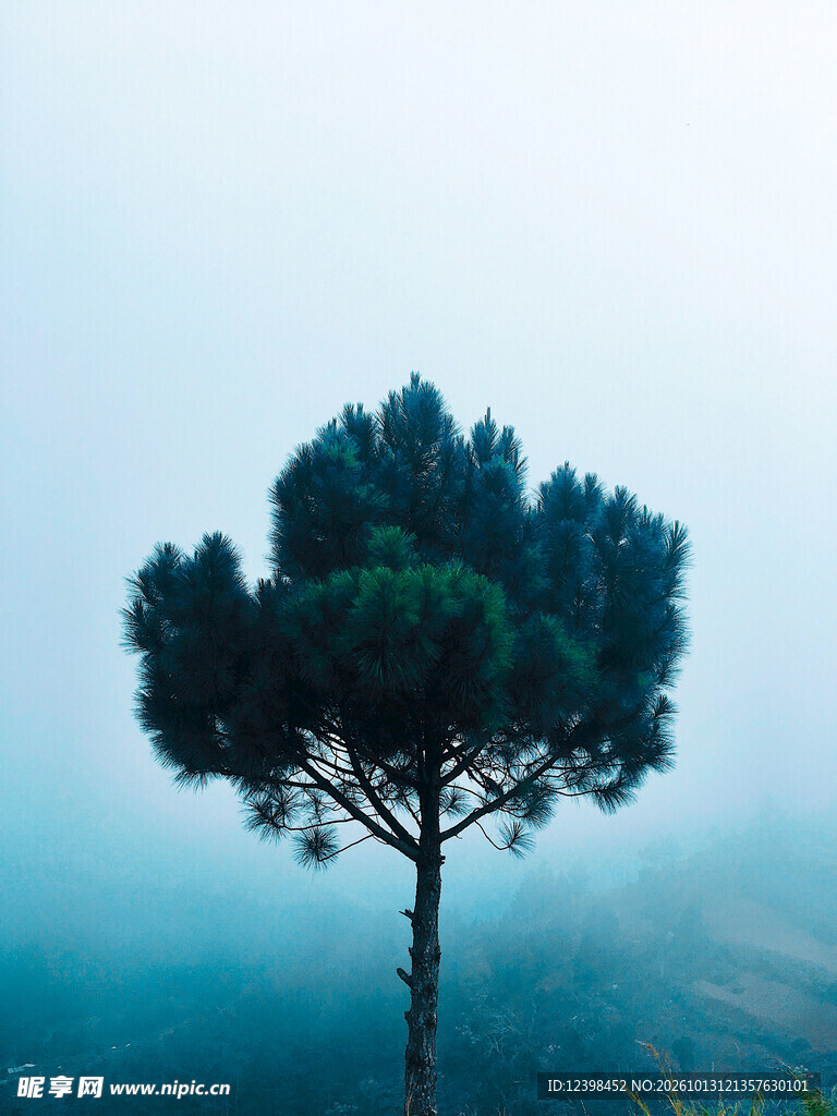 雾中孤树