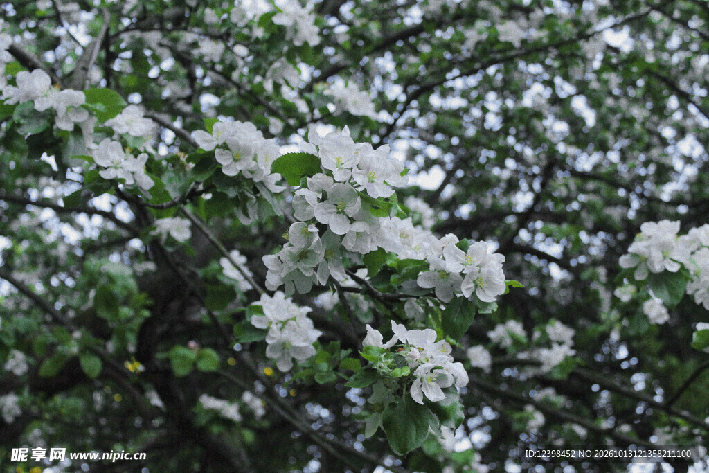 满树白花