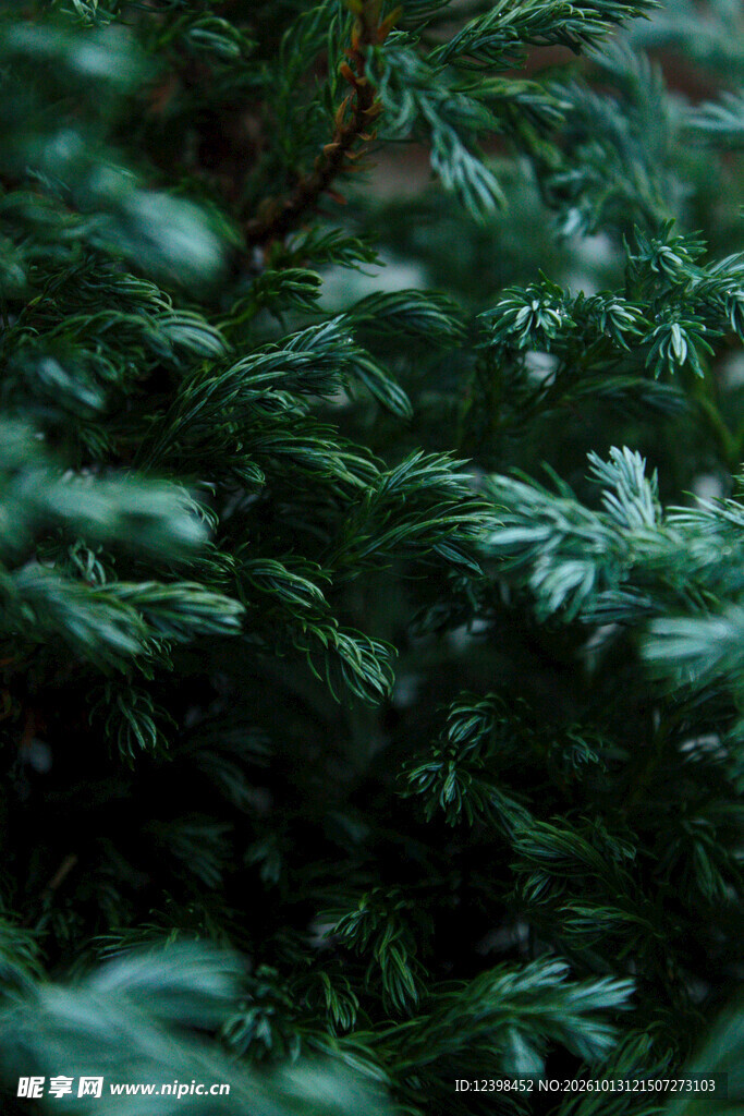 绿植背景