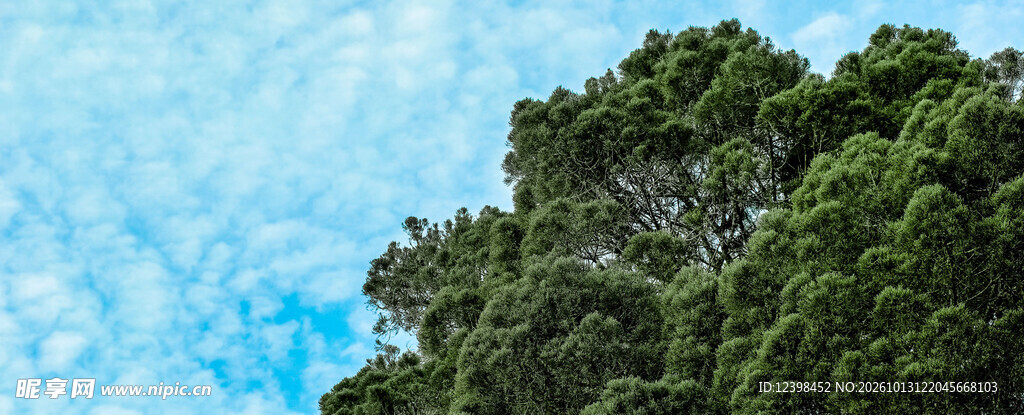 晴空绿树