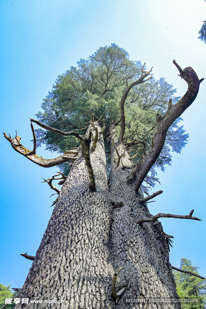 苍劲古树
