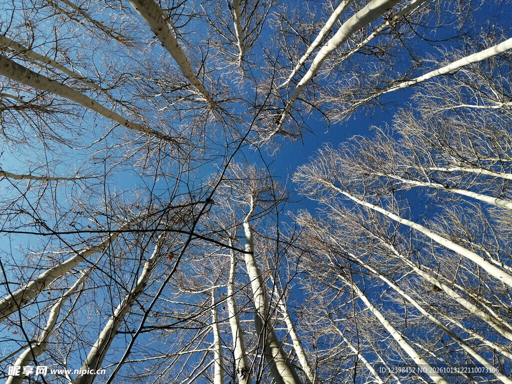 枝桠蓝天