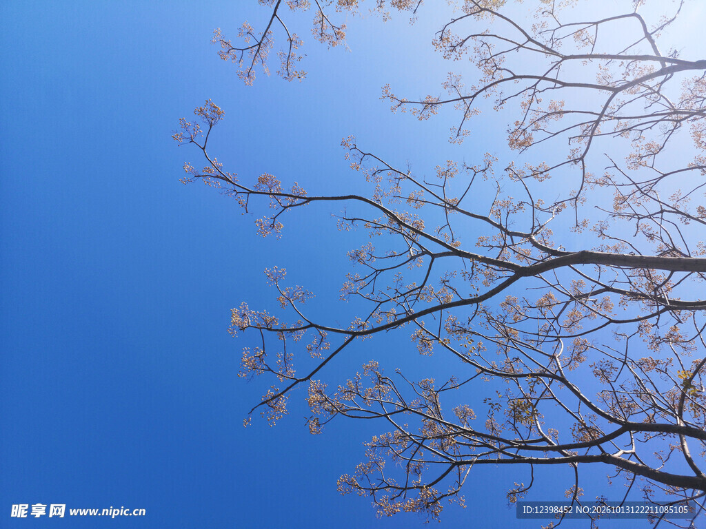 春日花枝
