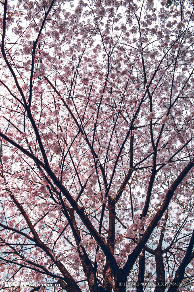 粉花枝桠