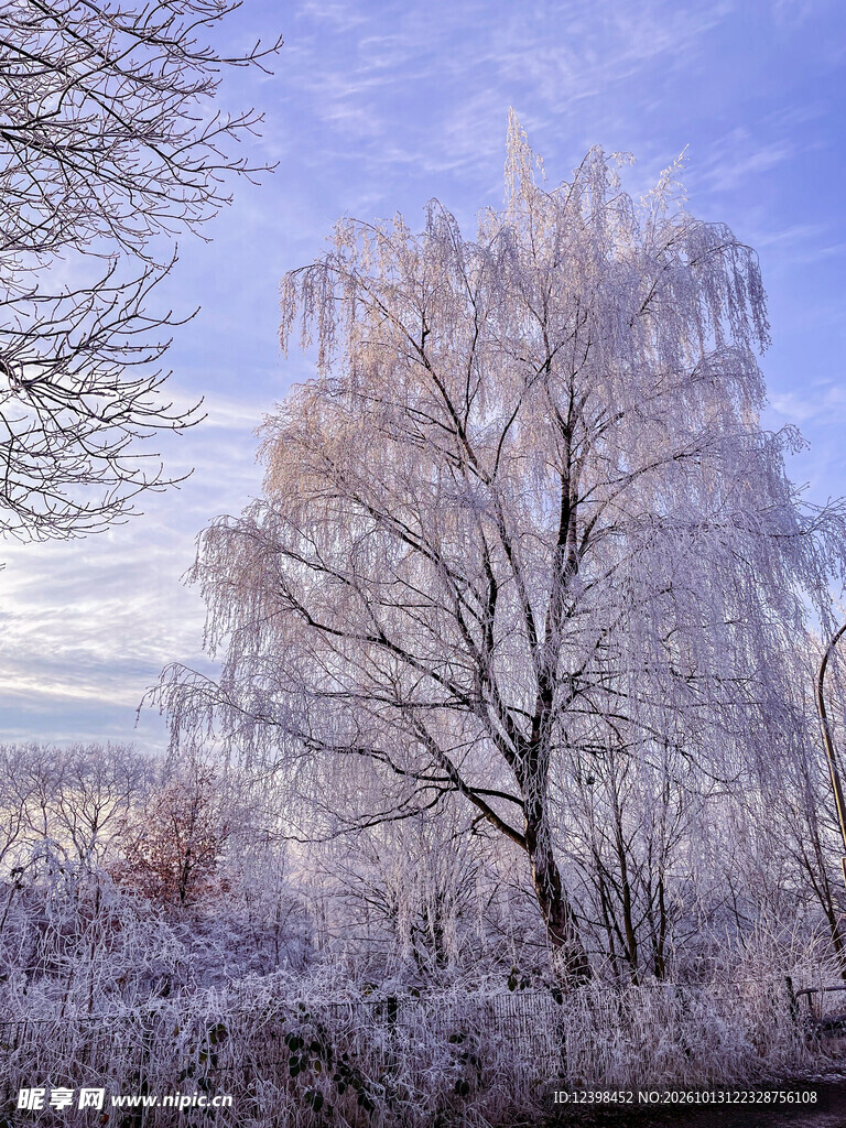 霜树晴空