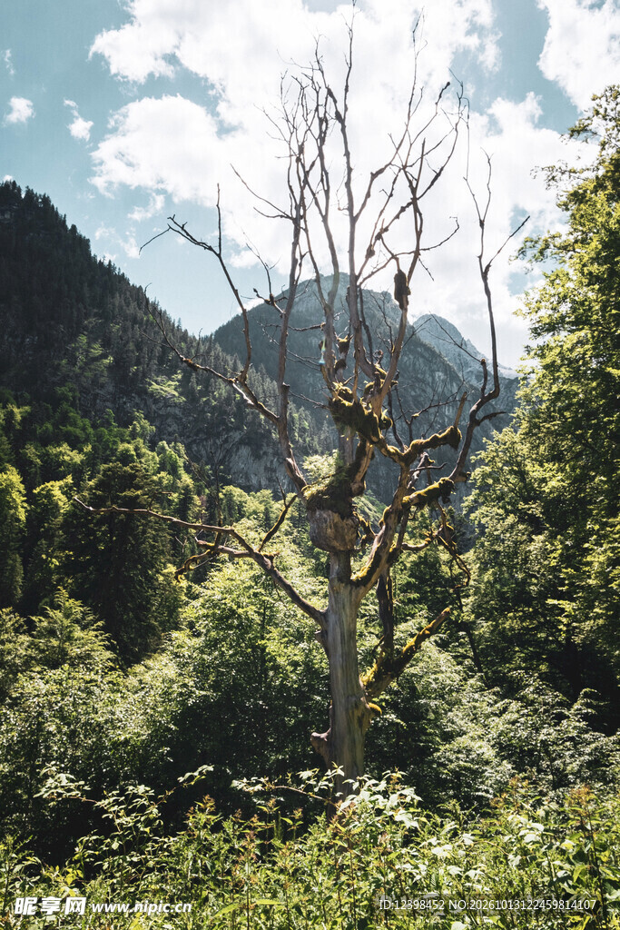 山间枯树