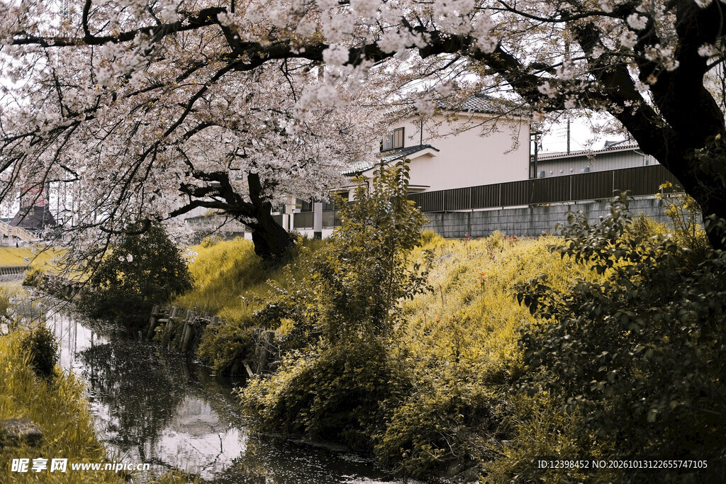 春樱水岸