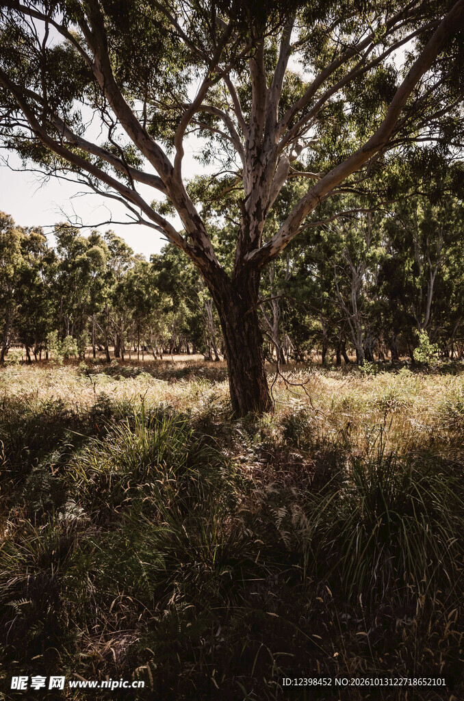 郊野大树