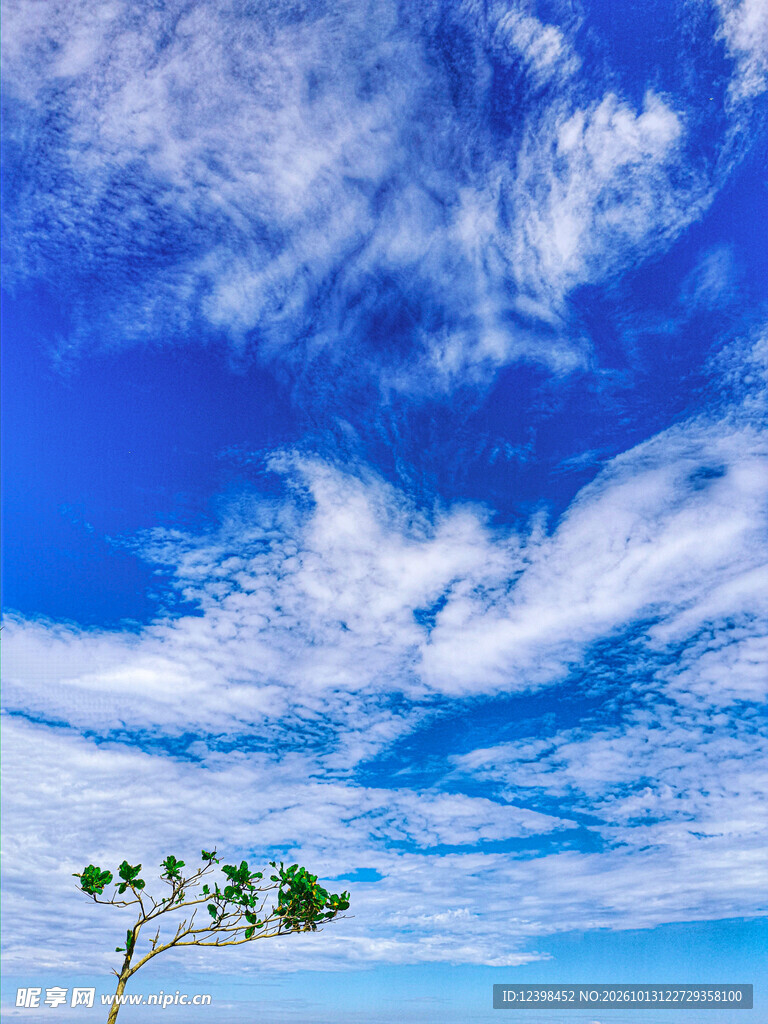 小树蓝天