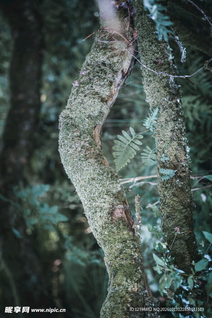 林间人像
