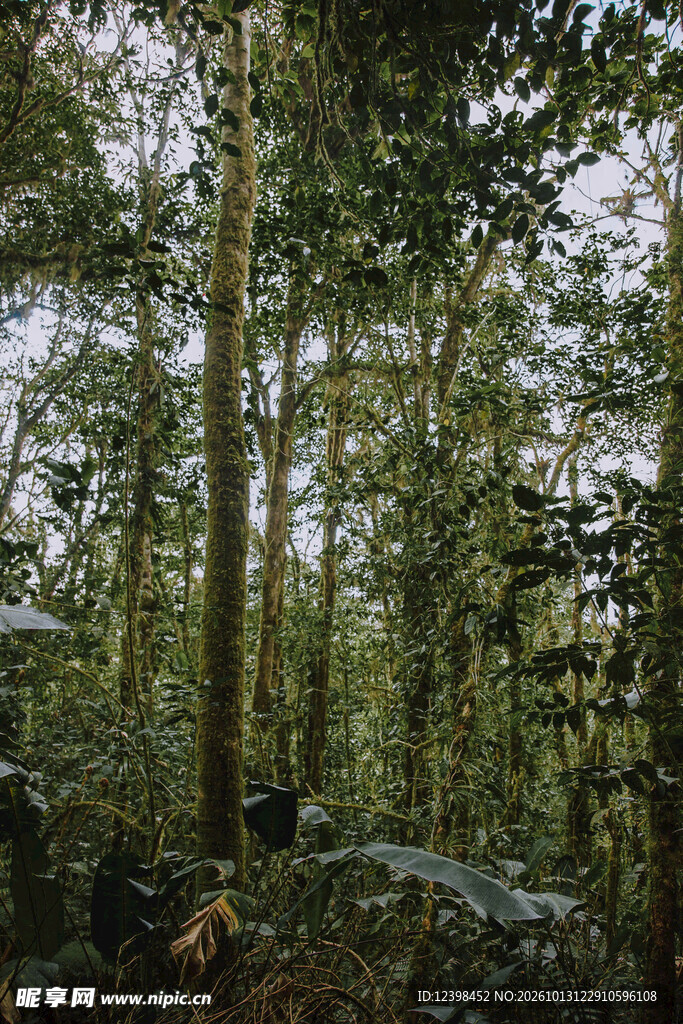 茂密树林