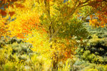 秋日金林