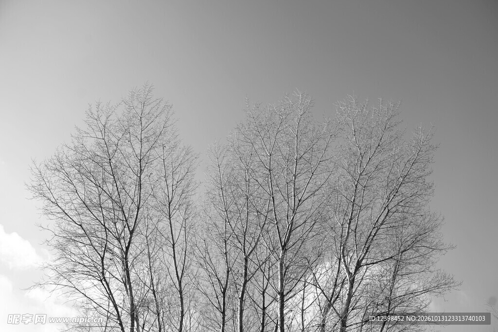 枯树天空
