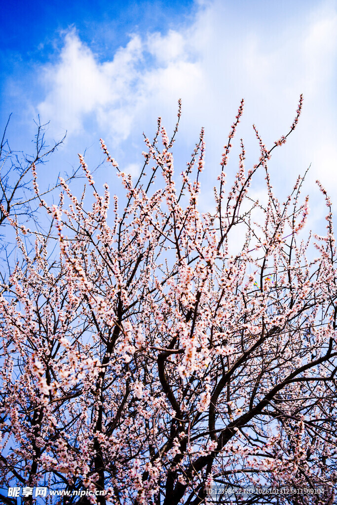 春日花枝