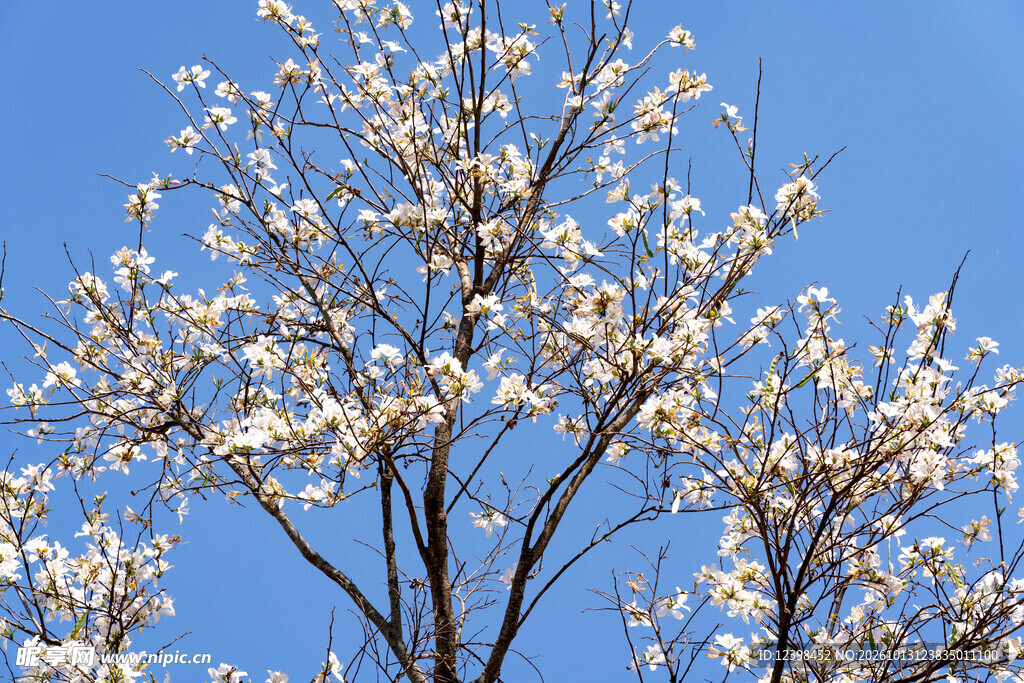 白花树