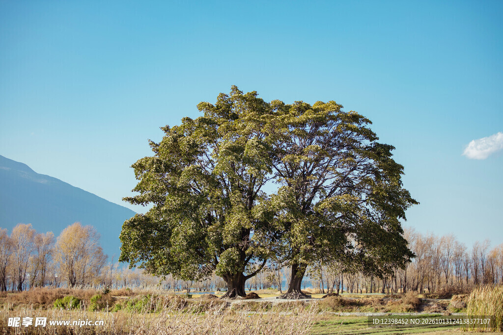 郊野大树