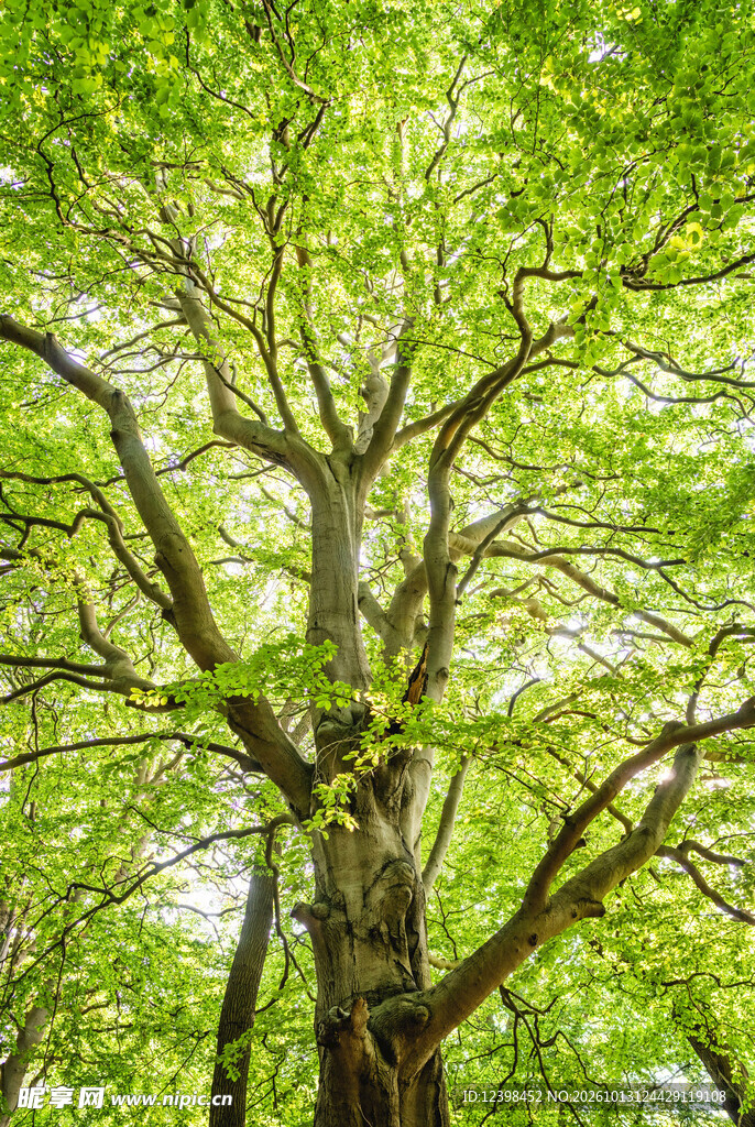 春日大树