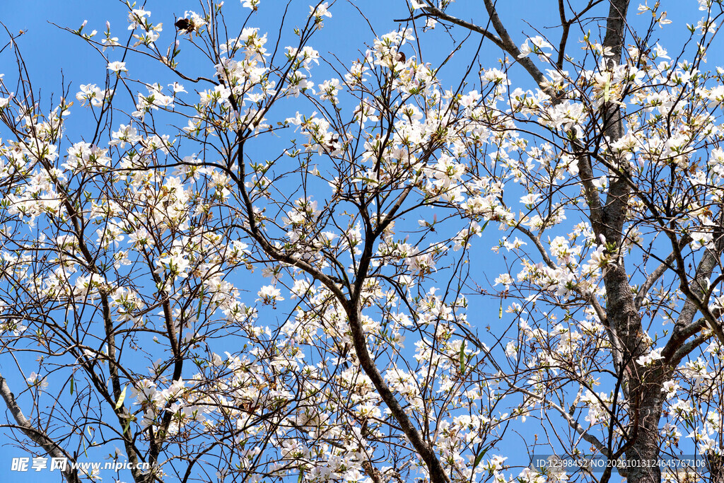 春日白花