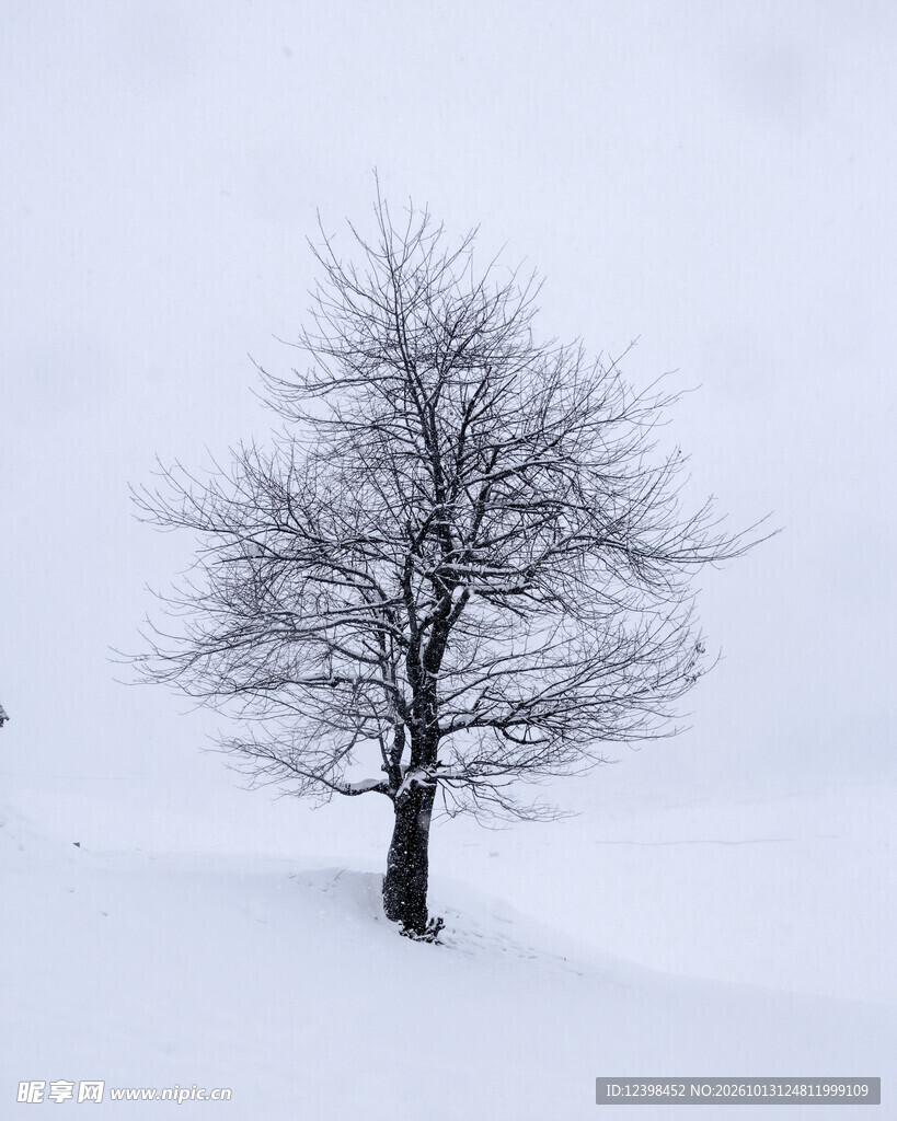 雪原孤树