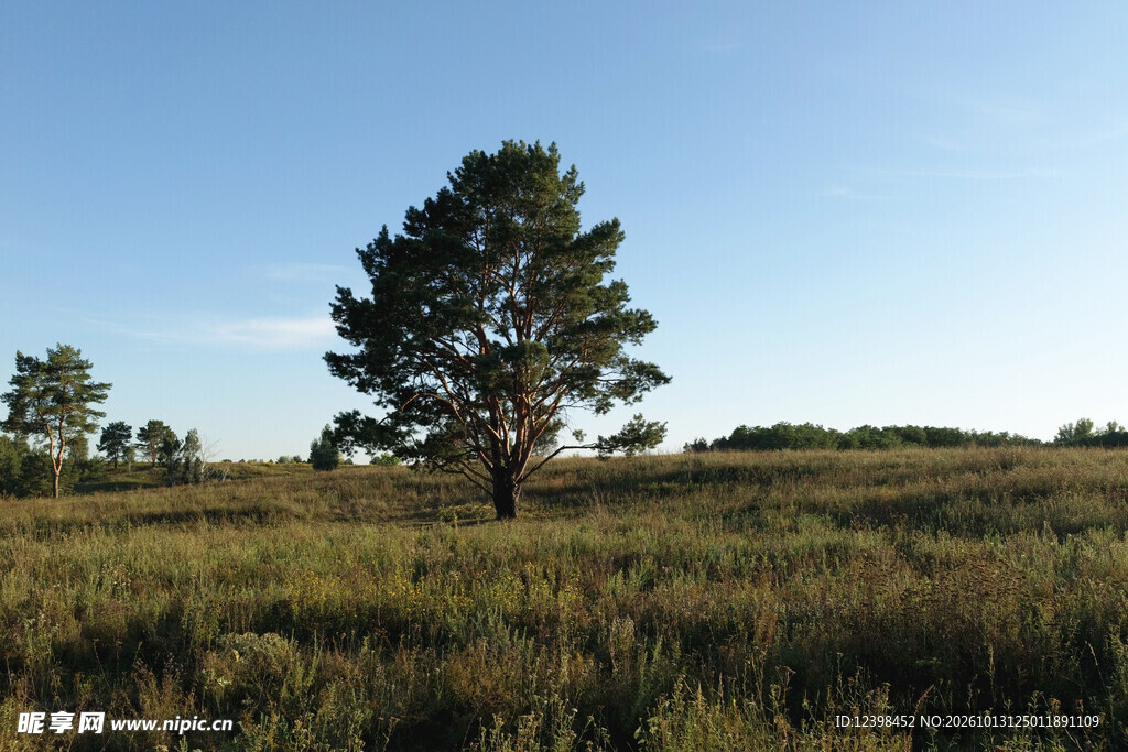 旷野孤树