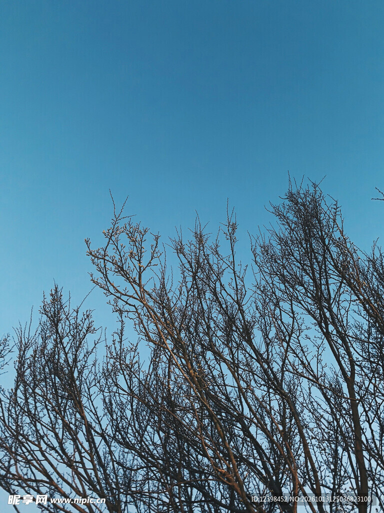 冬日枯枝