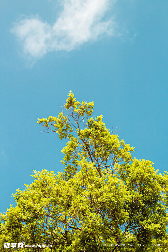绿树晴空