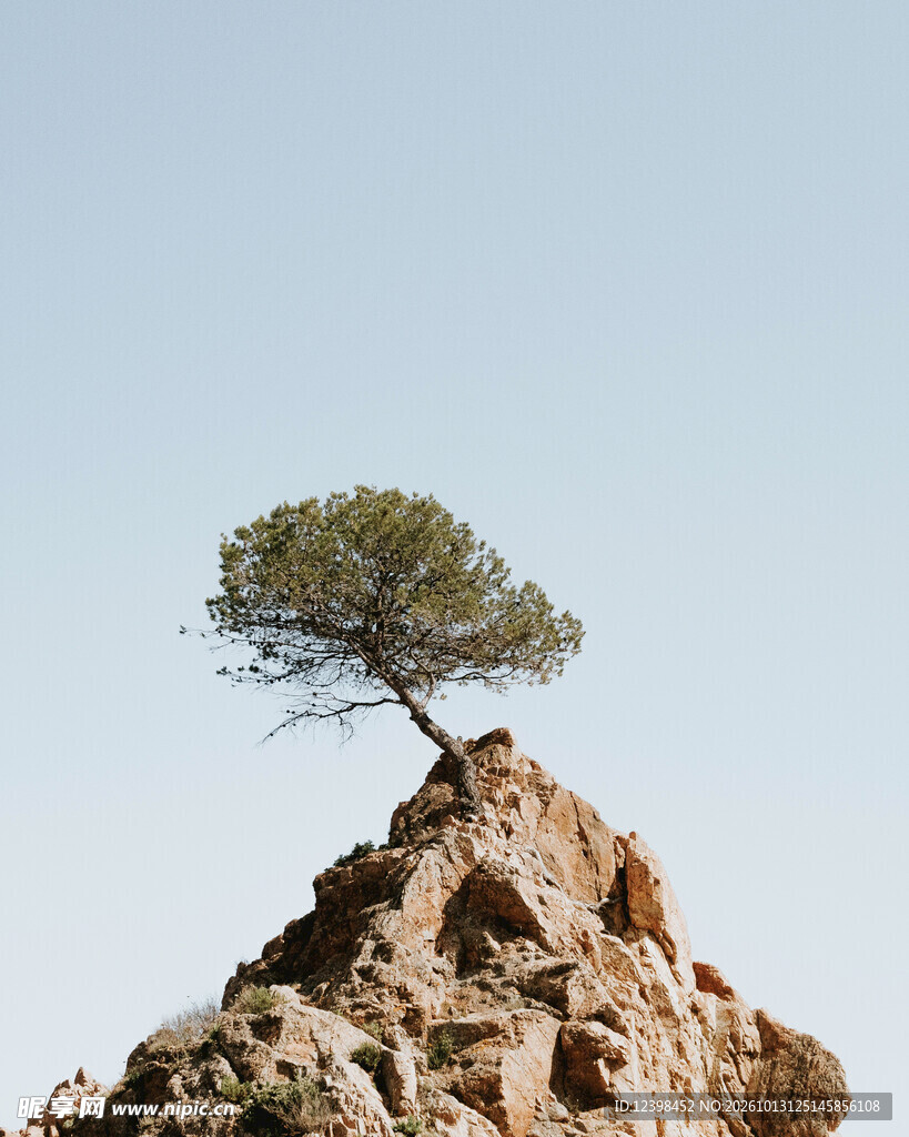 山巅孤松