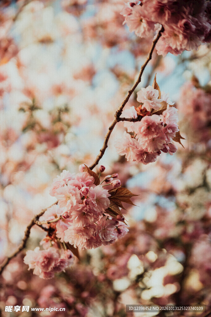朦胧花枝