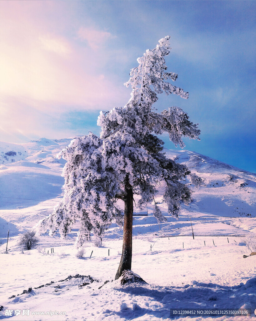 雪原孤树